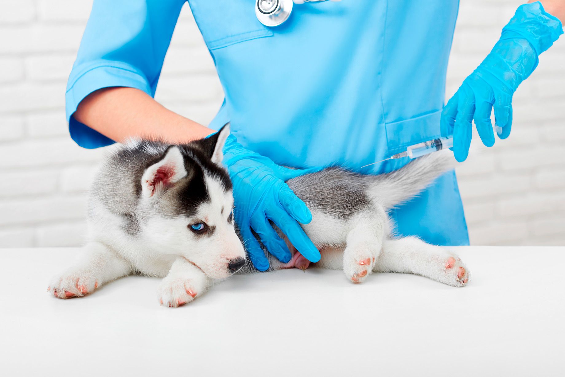 Filhote recebendo atendimento veterinário