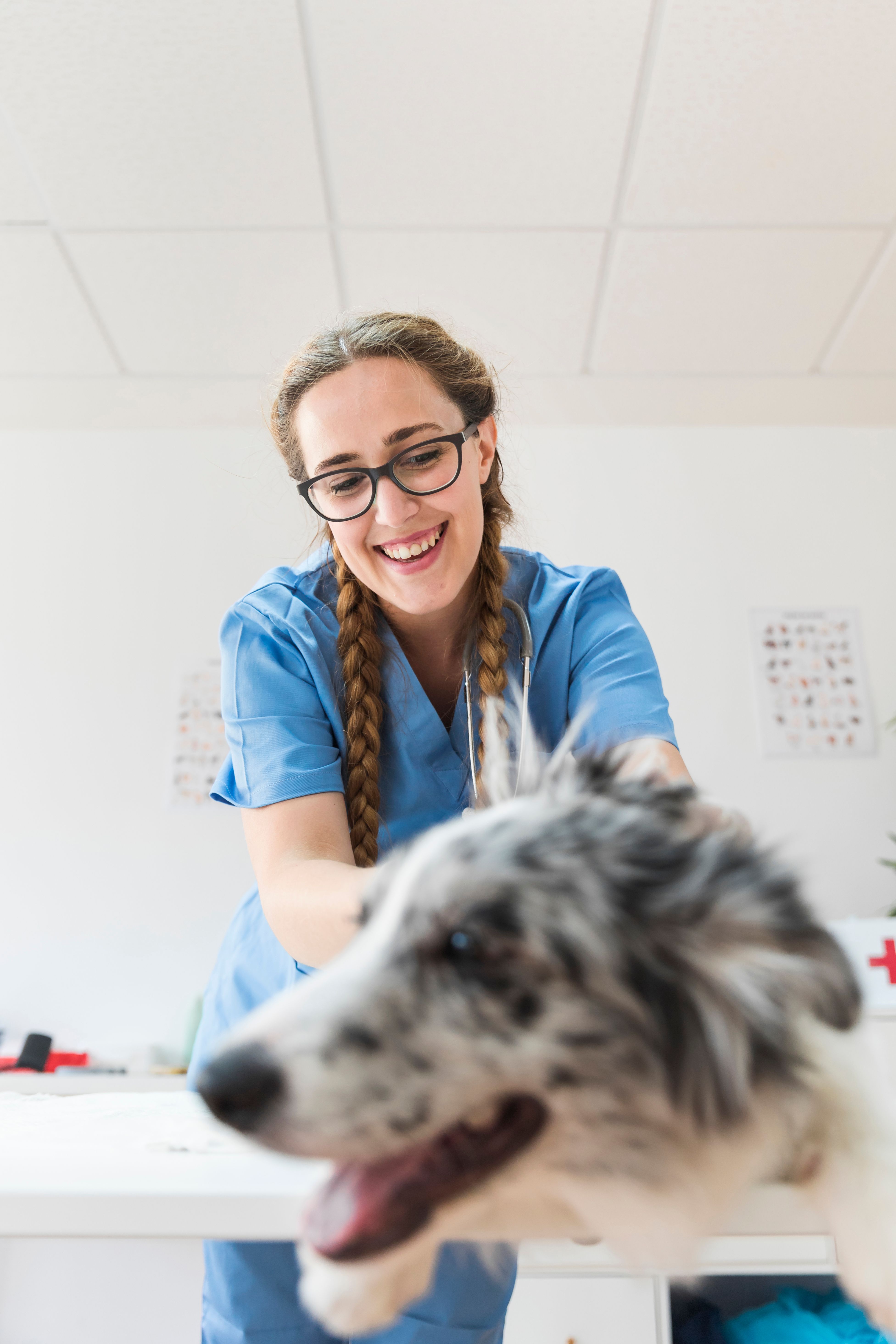 Veterinária atendendo um cão