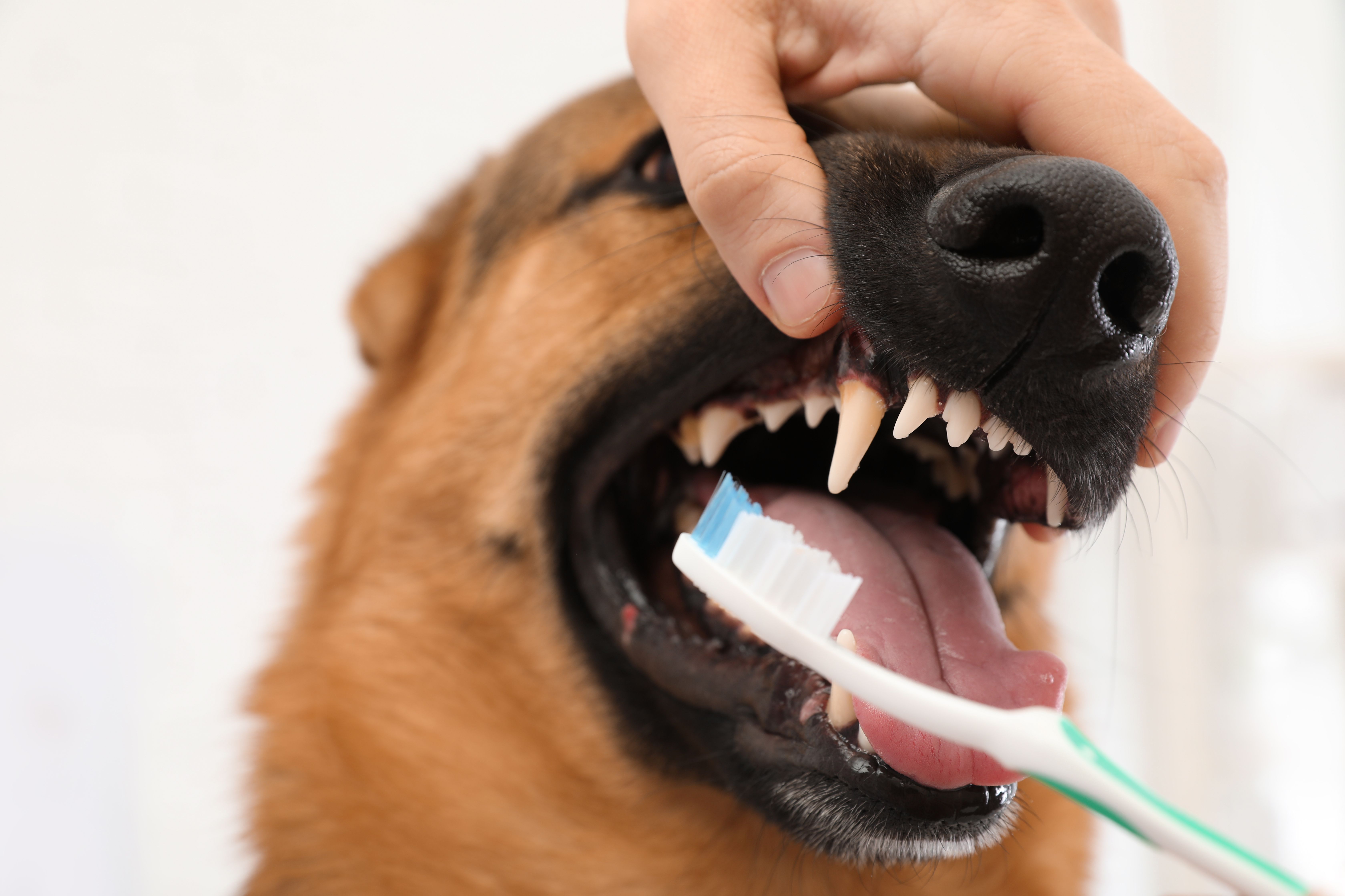 Profilaxia Dentária no Hovep Coronel Fabriciano