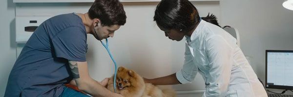 Equipe veterinária em atendimento no HOVEP Coronel Fabriciano