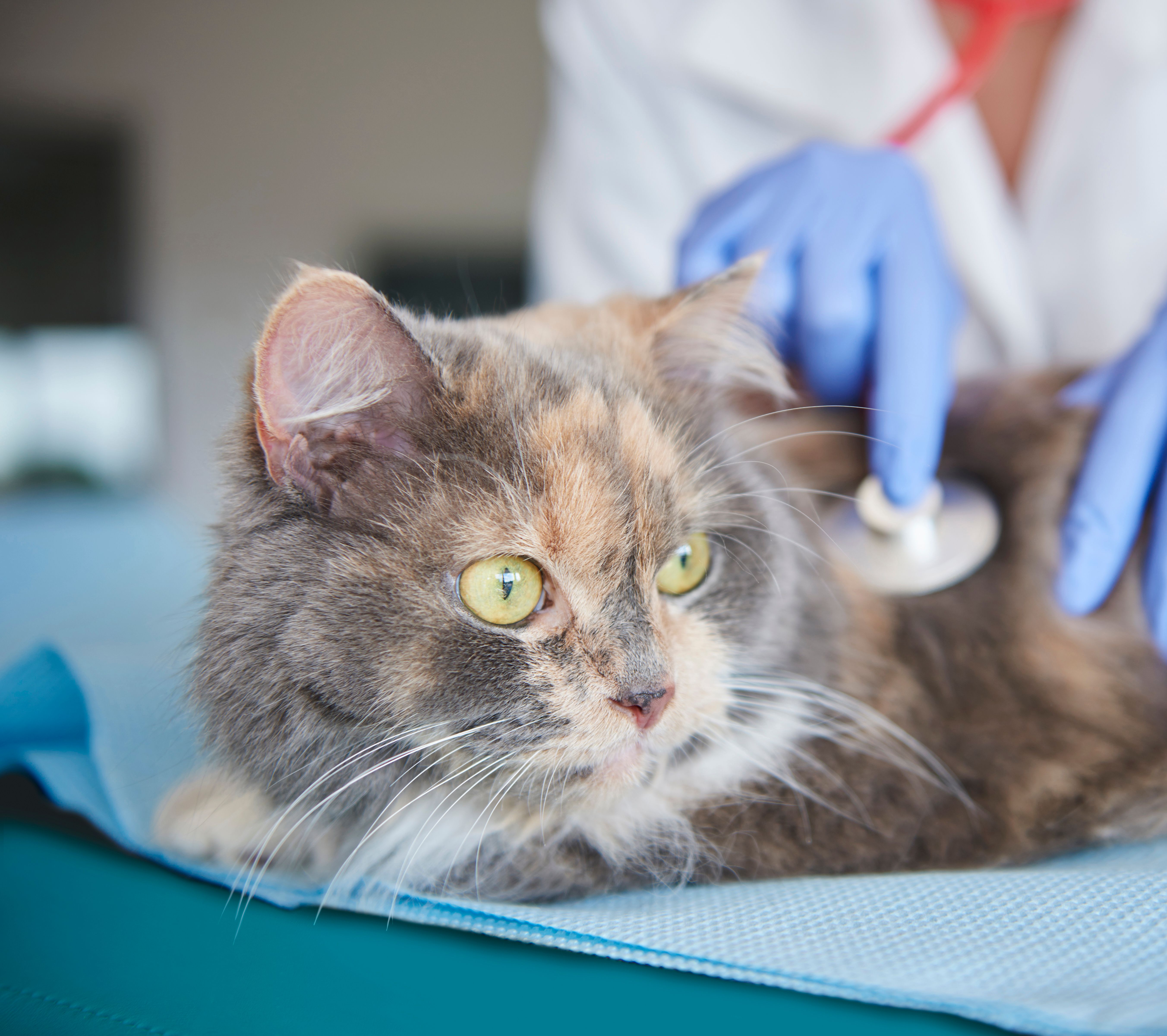 Gato sendo examinado com estetoscópio