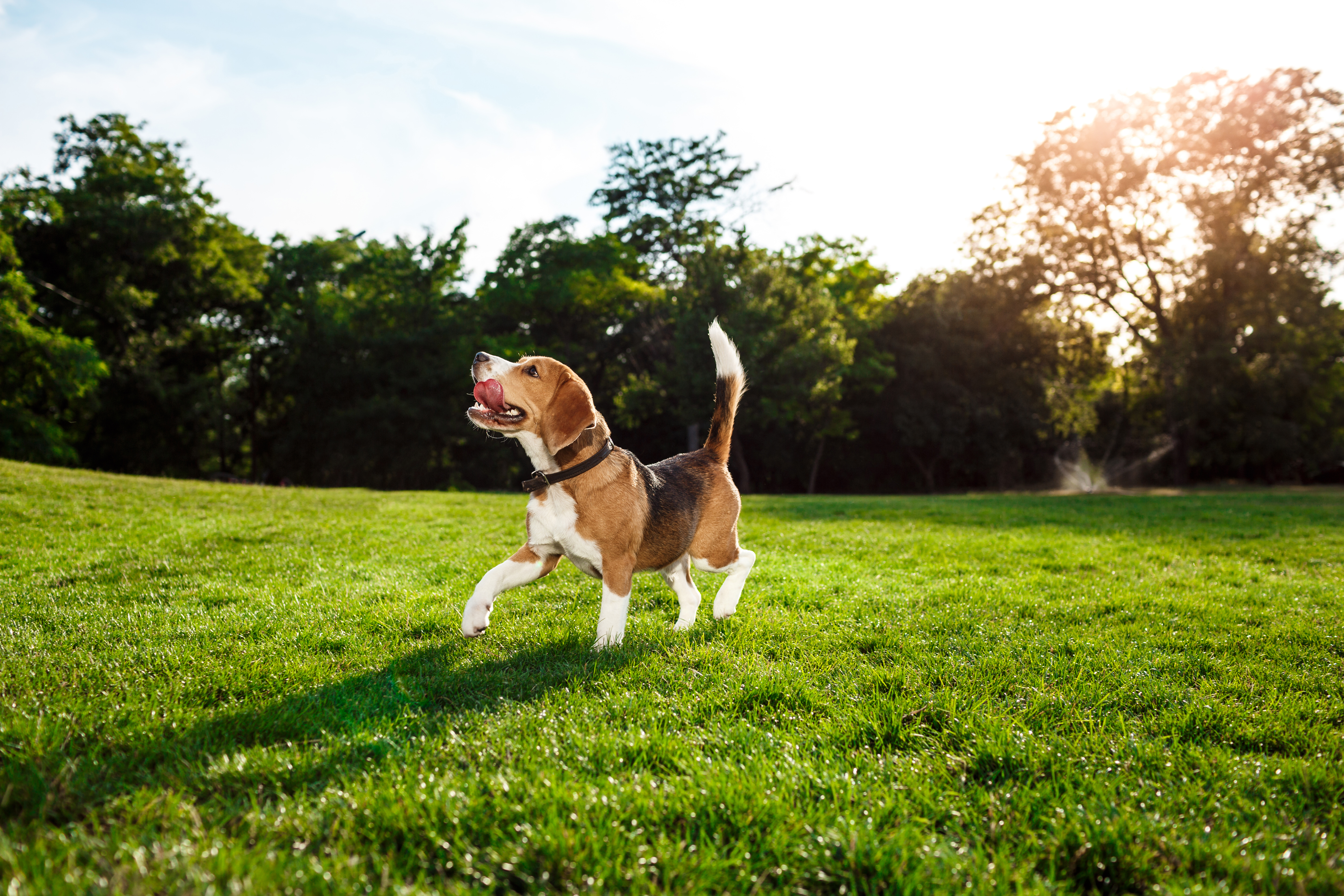 Atendimento veterinário 24h — Hovep - Coronel Fabriciano